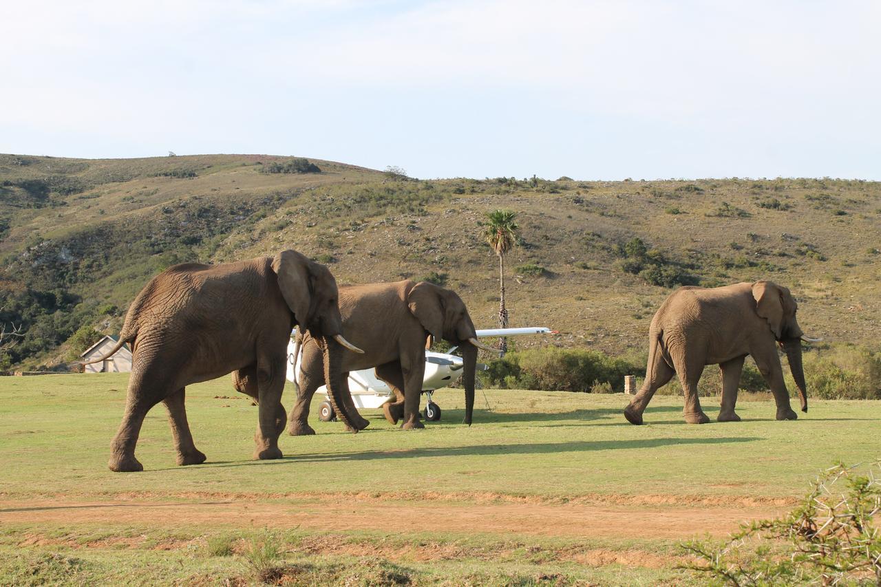 Addo Elephant Lodge & Safaris Kirkwood Exterior foto