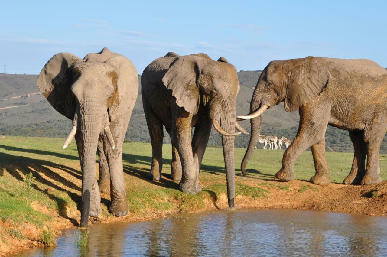 Addo Elephant Lodge & Safaris Kirkwood Exterior foto
