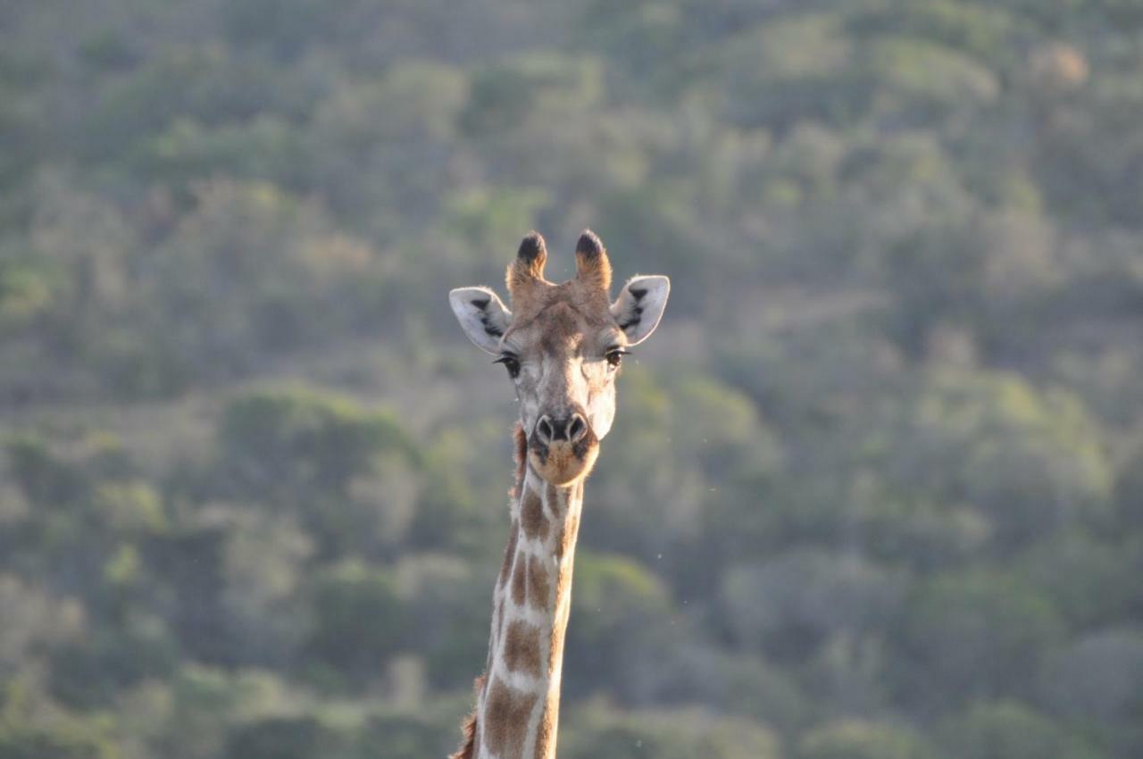 Addo Elephant Lodge & Safaris Kirkwood Exterior foto